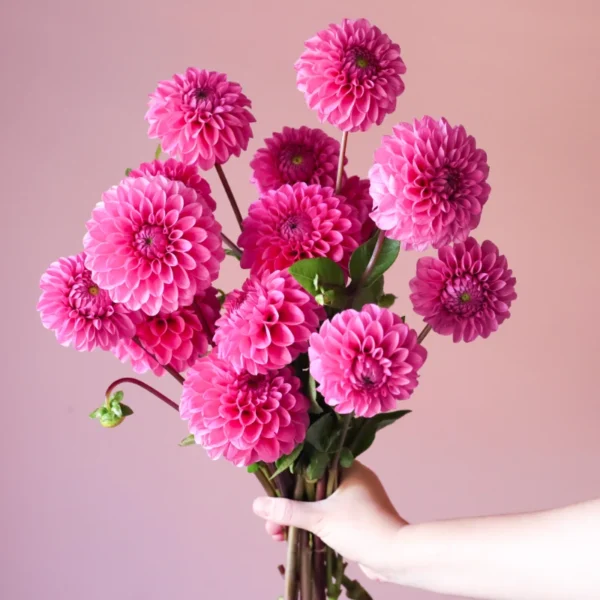 DAHLIAS