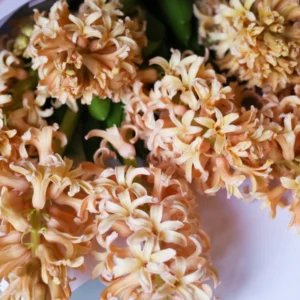 Close-Up photo of apricot hyacinths.