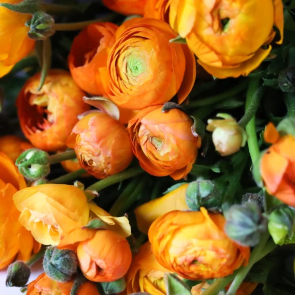 Ranunculus Close Up