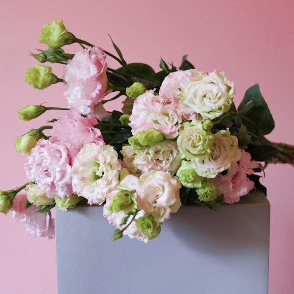 lisianthus blush