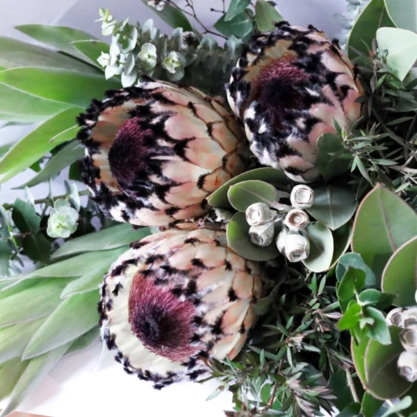 Close up image of flowers. Proteas, gum nuts and foliage.